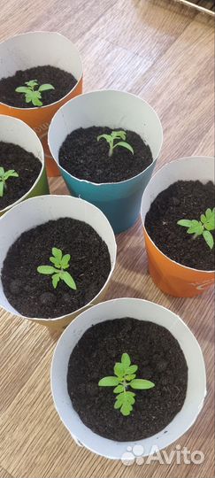 Рассада томатов балконных