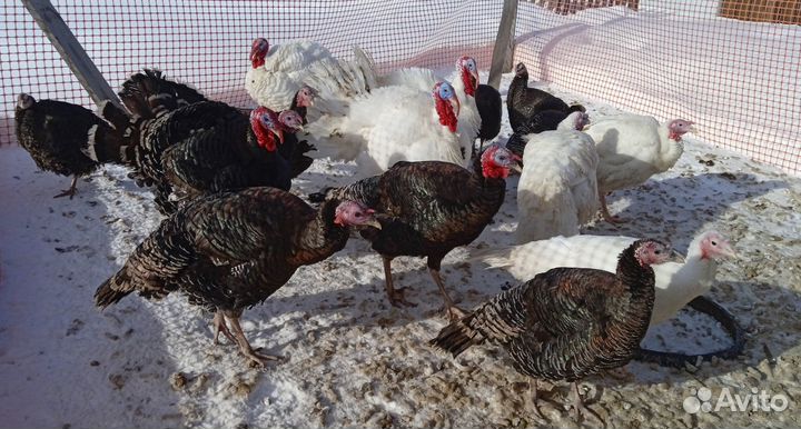 Мясо домашней индейки