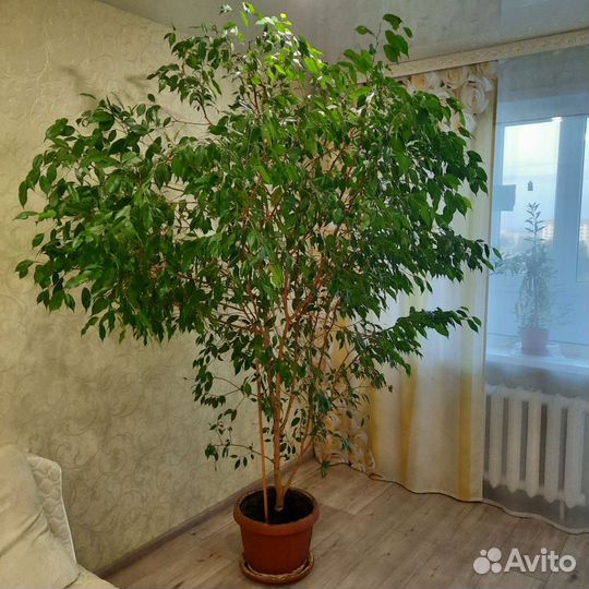 Фикус бенджамина