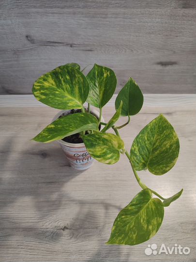 Эпипремнум