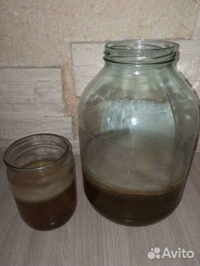 Чайный гриб комбуча