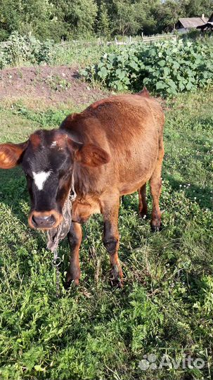 Продается телочка