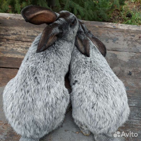 Полтавское серебро