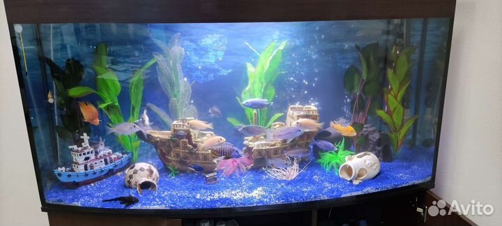 Обслуживание и чистка аквариумов