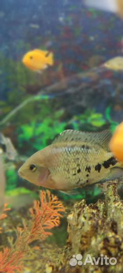 Аквариумные рыбки цихлиды