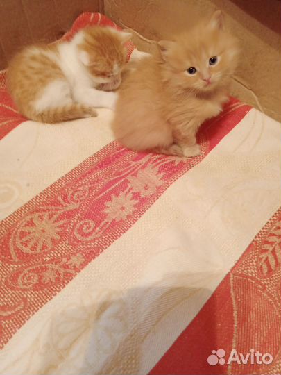 Кошка в дар бесплатно