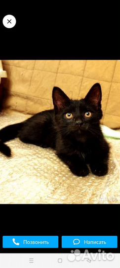 Котёнок 2, 5 месяца в дар