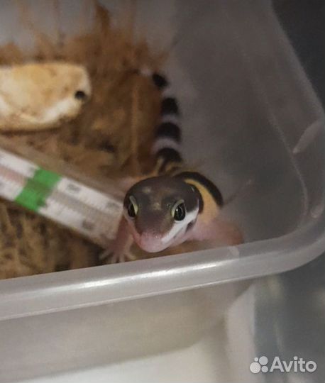 Эублефар малыши 2024