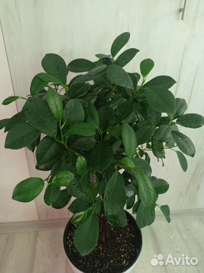 Фикусы: Макломе
