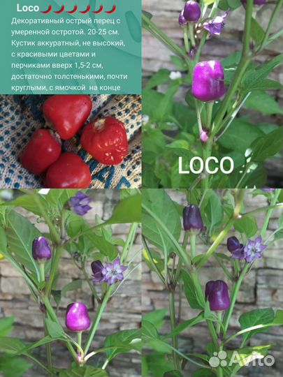 Семена Острый перец новинки 2022