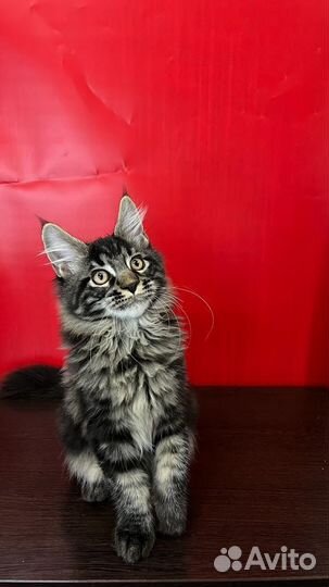 Мейн-кун котёнок