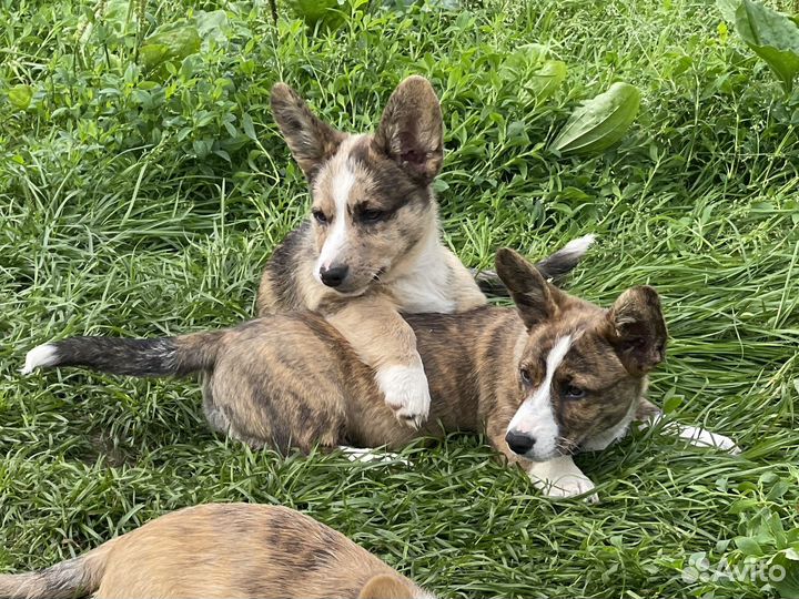 Вельш корги