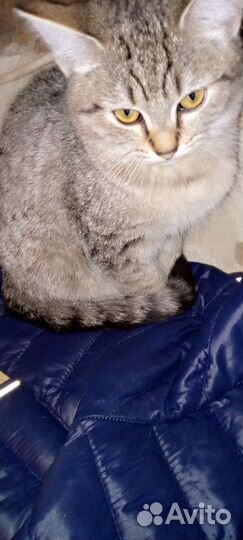 Кошки