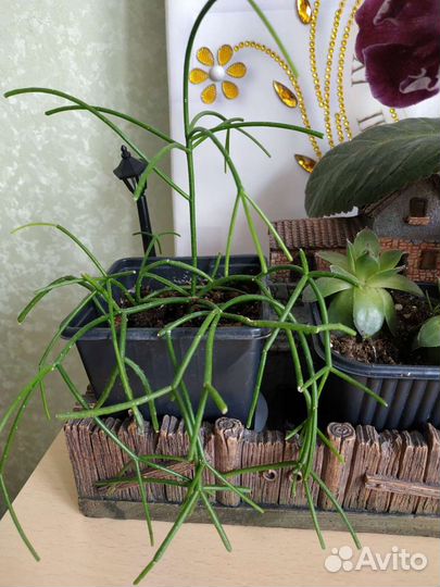 Молочай тирукалли