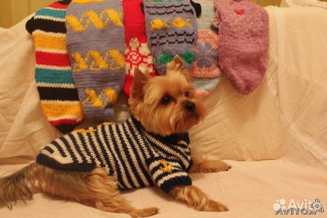 Одежда вязянная для собак и кошек сфинкс