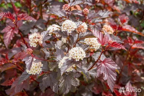 Пузыреплодник калинолистный