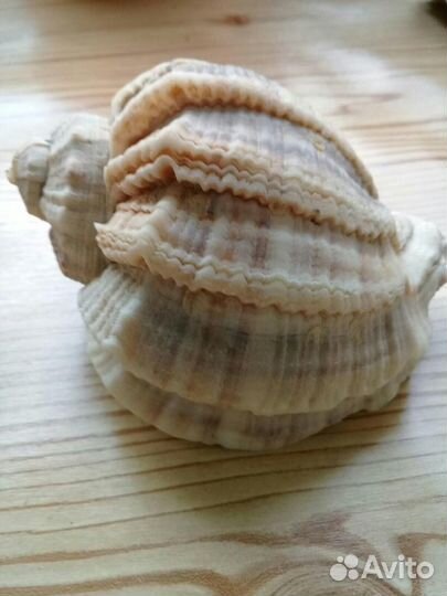 Ракушки морские