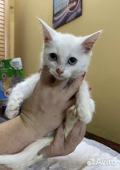 Котенок мальчик 2,5 месяца