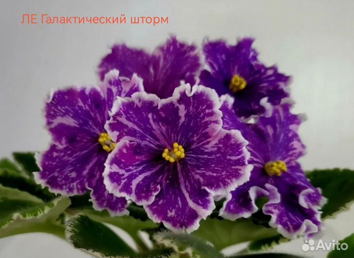 Сортовые фиалки 2