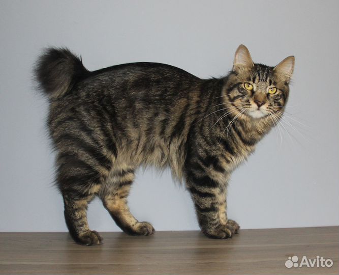 Курильский бобтейл кот Лаврентий