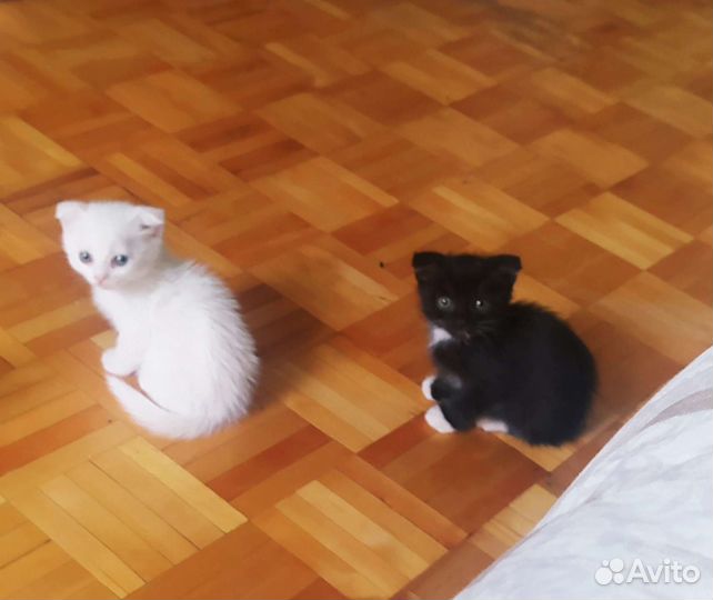 Вислоухие котята