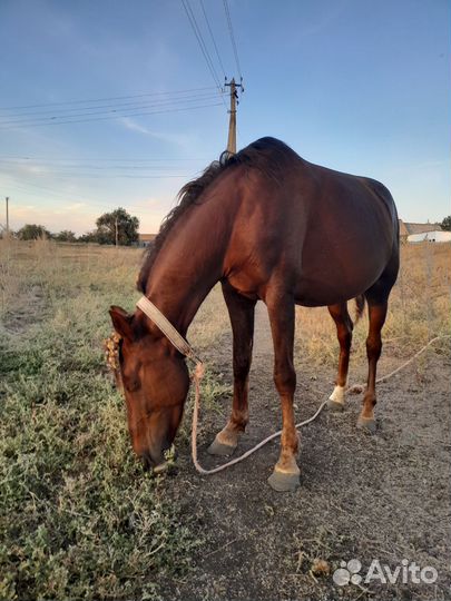 Продам лошадь