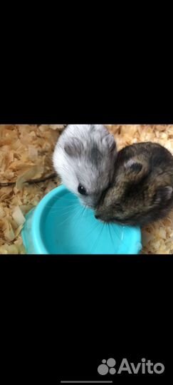 Джунгарский хомяк с клеткой