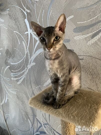 Вязка Кот сфинкс браш