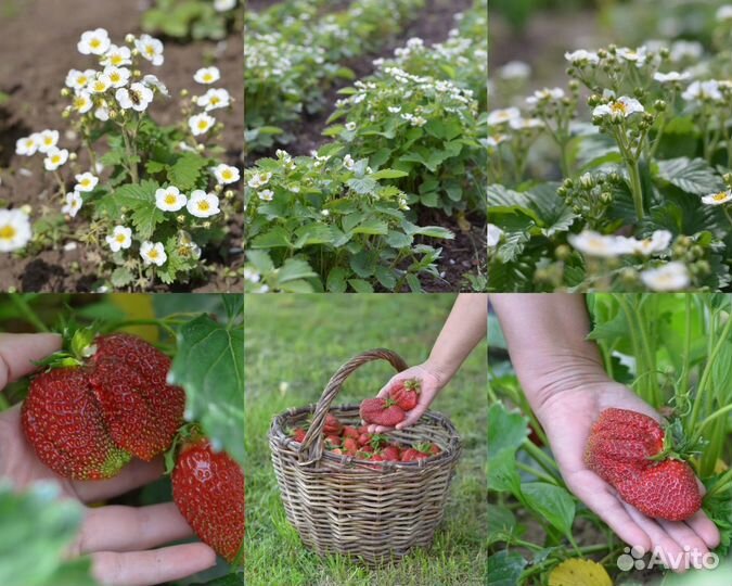 Саженцы (смородина, малина), многолетники, рассада