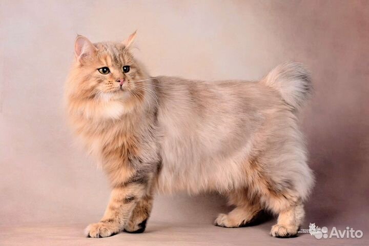 Эксклюзив у вас дома от Ангела Солнца