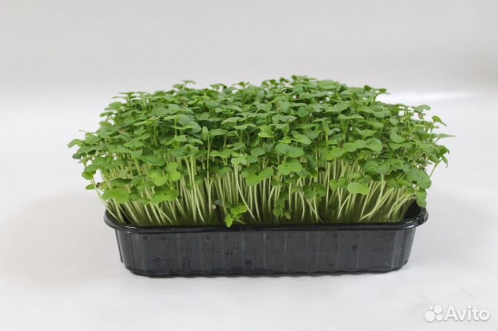 Микрозелень