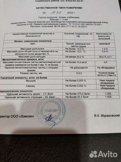 Морская ракушка оптом и розницу