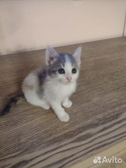 Котенок