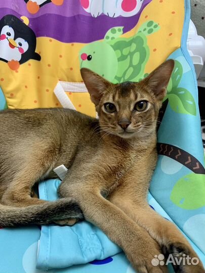 Абиссинский кот