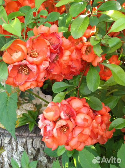 Продажа садовых растений