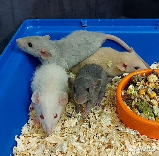 Крысята Дамбики