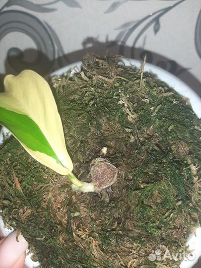 Филодендрон Сератум Орендж