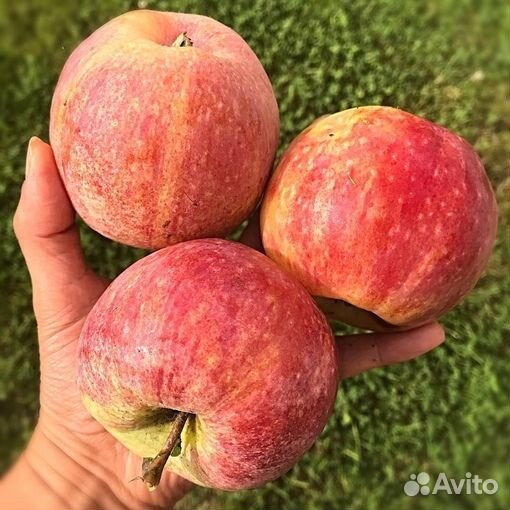 Саженцы яблони и груши