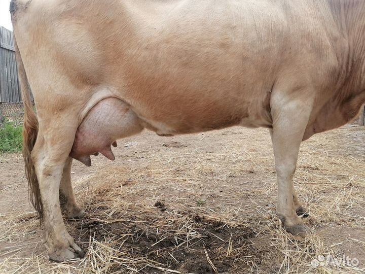 Корова дойная с теленком