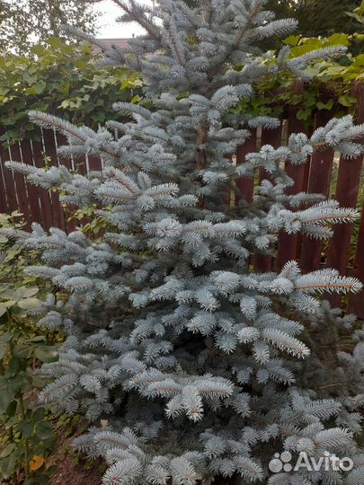 Ель голубая super блю 3м