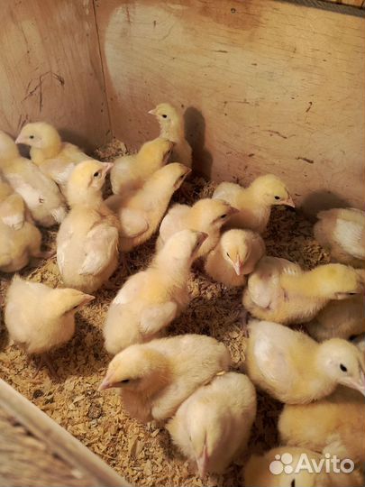 Цыплята бройлеры, несушки, цветной броль, утята