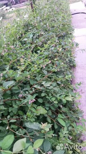 Кусты снежнеягодника