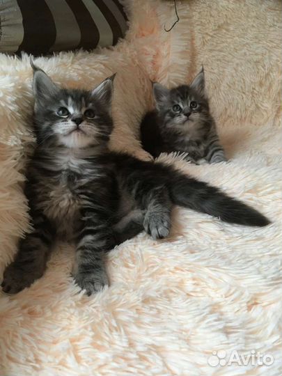 Три Богатыря Мейкуньчиков и лапочка черепашка