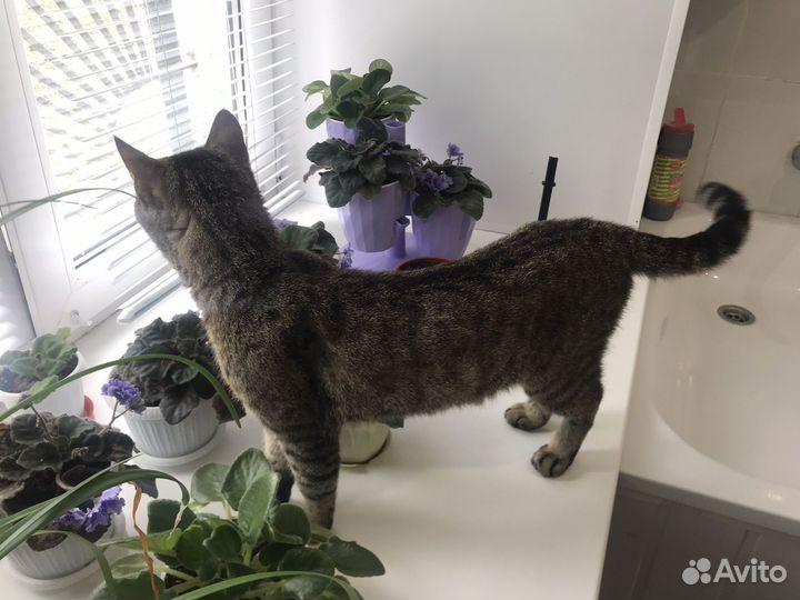 Кошка