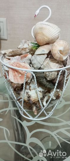 Морские ракушки