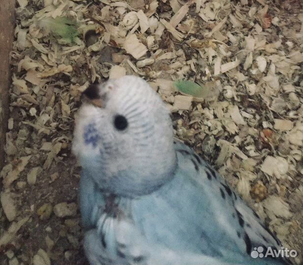 Волнистые попугаи (птенцы)