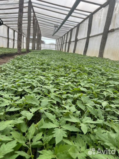 Рассада помидор