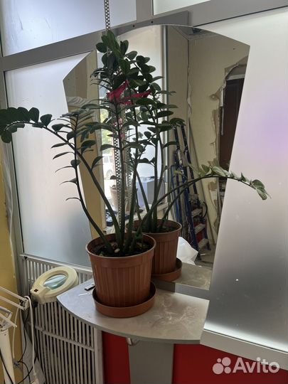 Аренда кабинета в салоне красоты