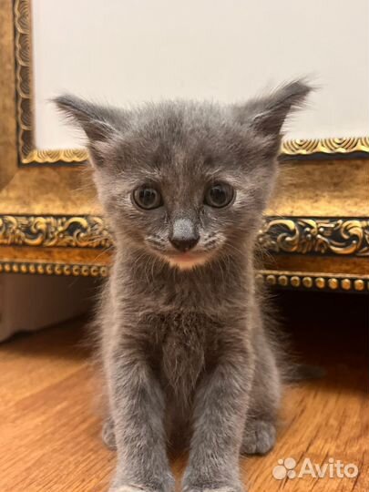 Кошка в добрые руки