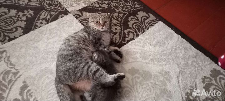 Британская вислоухая кошка